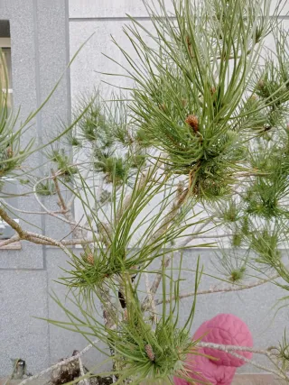 Prebonsai Pino...futuro bonsai