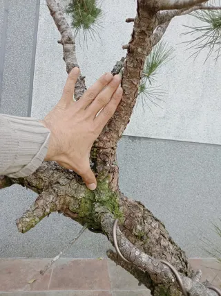 Prebonsai Pino...futuro bonsai