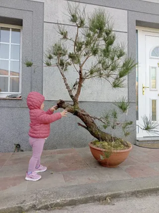 Prebonsai Pino...futuro bonsai