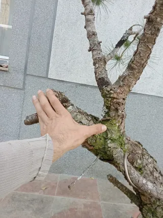 Prebonsai Pino...futuro bonsai