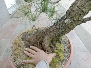 Prebonsai Pino...futuro bonsai