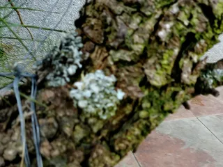 Prebonsai Pino...futuro bonsai