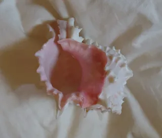 Collezione di 19 conchiglie marine, varie misure.