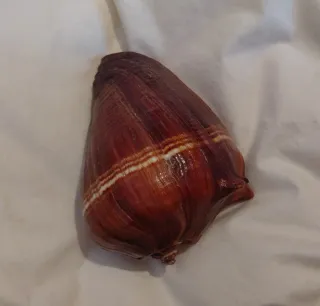 Collezione di 19 conchiglie marine, varie misure.