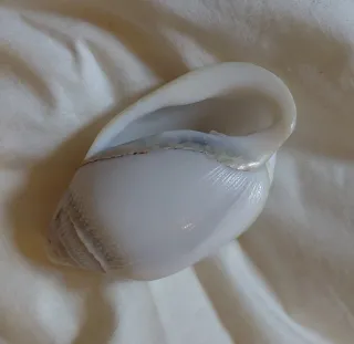 Collezione di 19 conchiglie marine, varie misure.