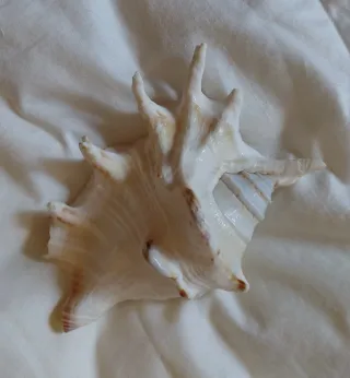 Collezione di 19 conchiglie marine, varie misure.