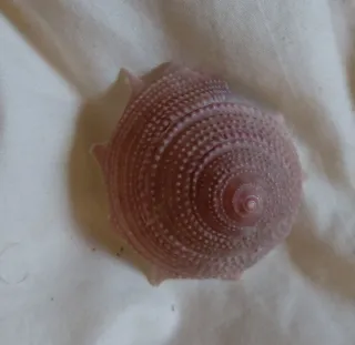 Collezione di 19 conchiglie marine, varie misure.