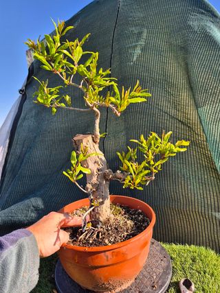 Granado Bonsái 4507