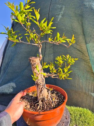 Granado Bonsái 4507