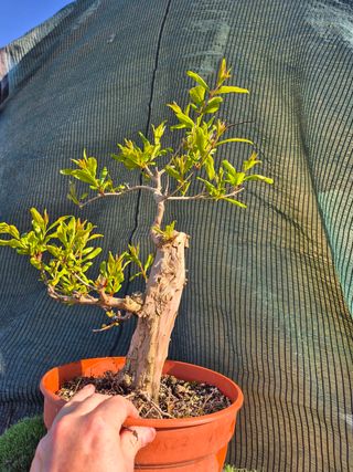 Granado Bonsái 4507