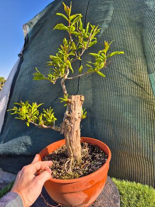 Granado Bonsái 4507