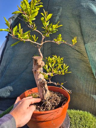 Granado Bonsái 4507