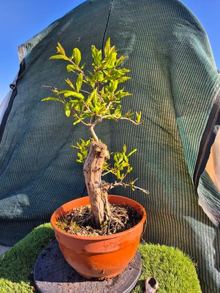 Granado Bonsái 4507