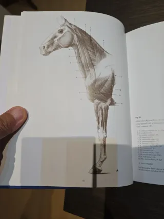 ESCUELA DE DIBUJO DE ANATOMIA ANIMAL (Spanish E...