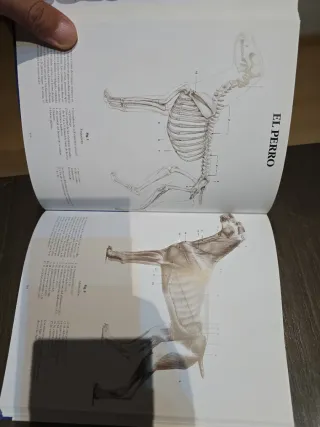ESCUELA DE DIBUJO DE ANATOMIA ANIMAL (Spanish E...