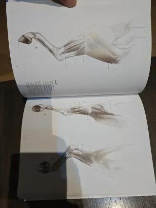 ESCUELA DE DIBUJO DE ANATOMIA ANIMAL (Spanish E...