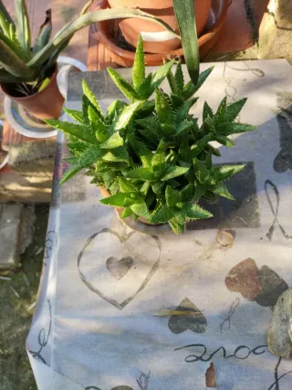 Aloe enano planta suculenta