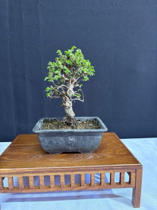 Bonsái Zelkova Nire