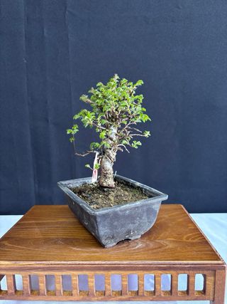 Bonsái Zelkova Nire