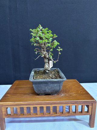 Bonsái Zelkova Nire