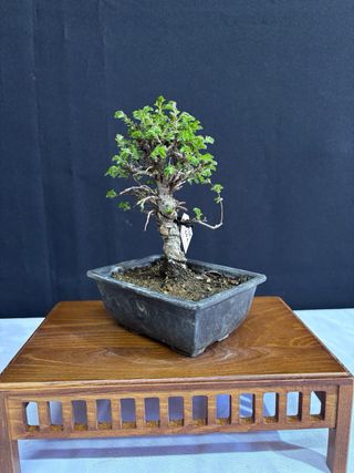 Bonsái Zelkova Nire