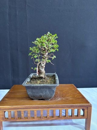 Bonsái Zelkova Nire