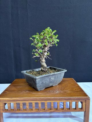 Bonsái Zelkova Nire