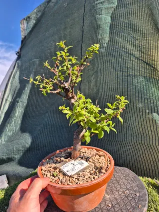 Prebonsai Prunus Tormentosa 12A7, oferta abril