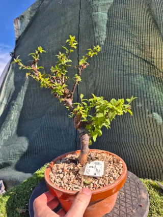 Prebonsai Prunus Tormentosa 12A7, oferta abril