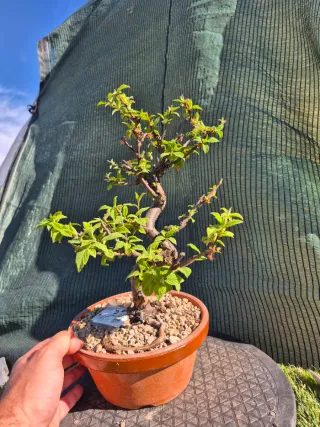Prebonsai Prunus Tormentosa 12A7, oferta abril