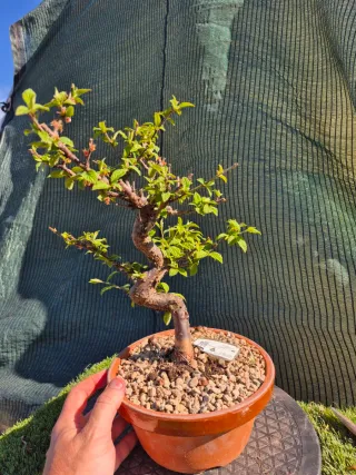 Prebonsai Prunus Tormentosa 12A7, oferta abril