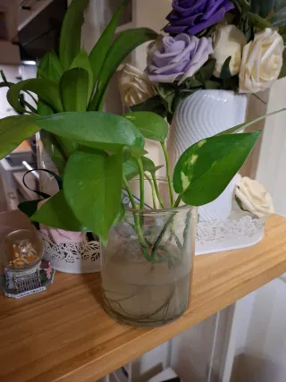 Talea di Pothos in acqua