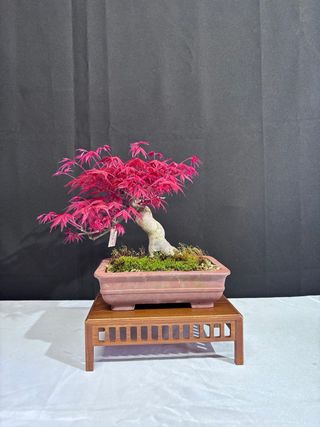 Bonsai Acer Deshojo