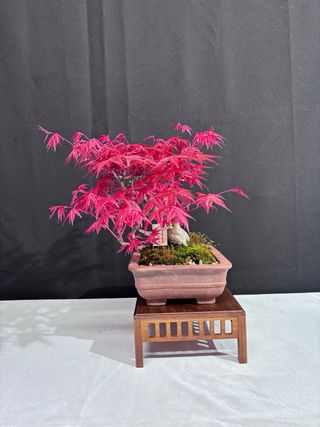 Bonsai Acer Deshojo