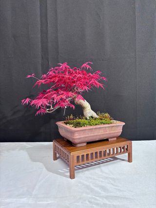 Bonsai Acer Deshojo