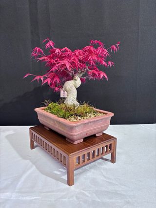 Bonsai Acer Deshojo