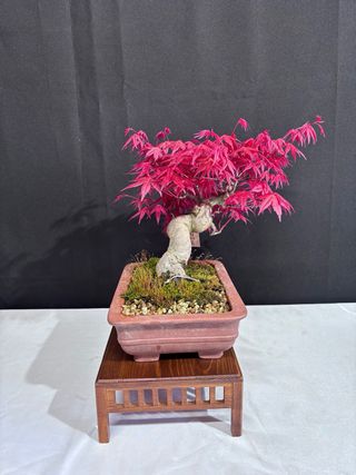 Bonsai Acer Deshojo