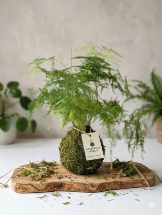 Kokedama planta Asparagus