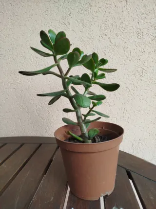 Albero di Giada Pianta