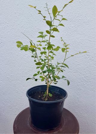Murraya planta en maceta