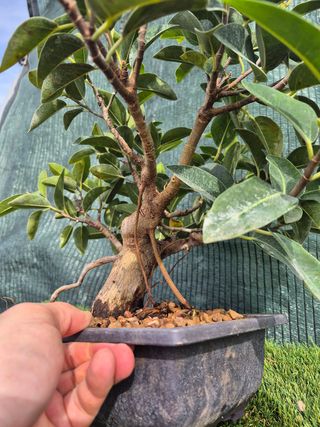 Prebonsai Ficus Australis
