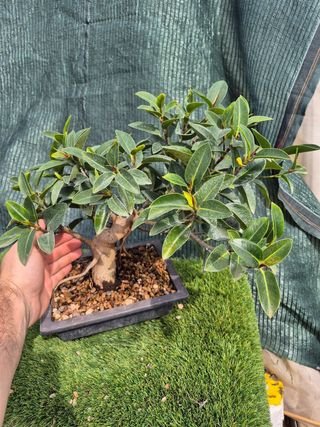 Prebonsai Ficus Australis