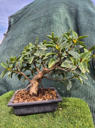 Prebonsai Ficus Australis