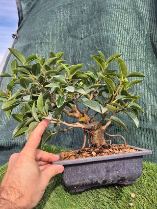 Prebonsai Ficus Australis