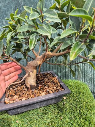 Prebonsai Ficus Australis