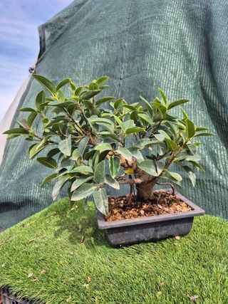 Prebonsai Ficus Australis