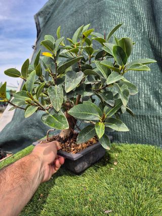 Prebonsai Ficus Australis