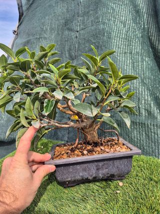 Prebonsai Ficus Australis