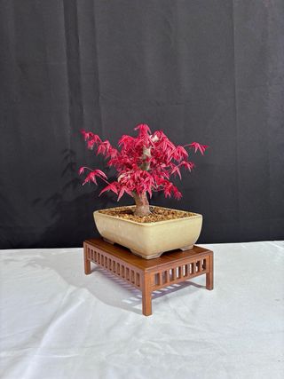Prebonsai Acer Deshojo