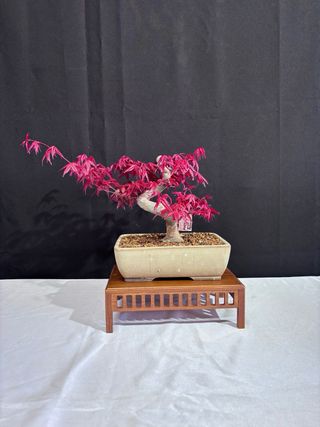 Prebonsai Acer Deshojo